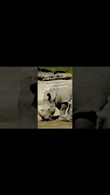 If 28 Rhinos turn up at your house?