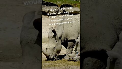 If 28 Rhinos turn up at your house?