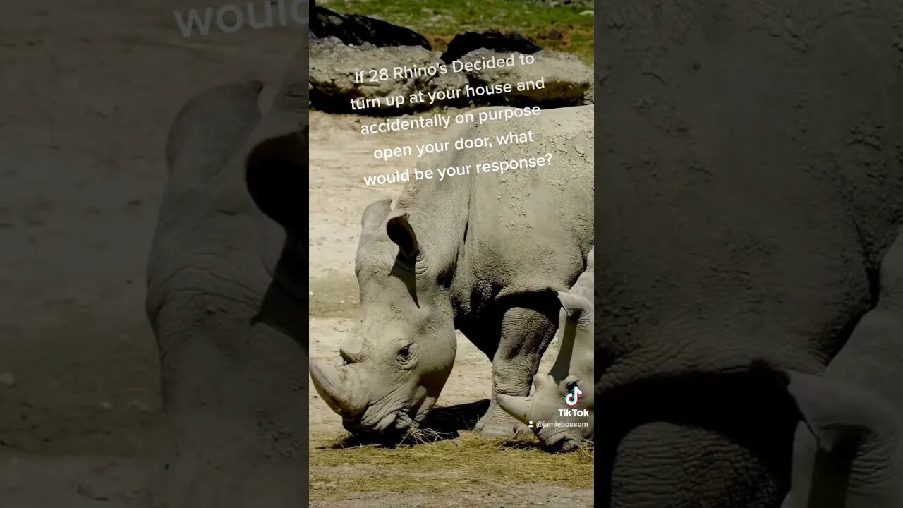 If 28 Rhinos turn up at your house?