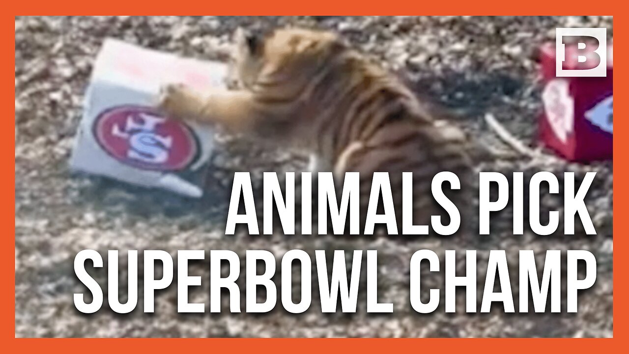 Zoo Animals Across the Country Make Their Super Bowl Picks