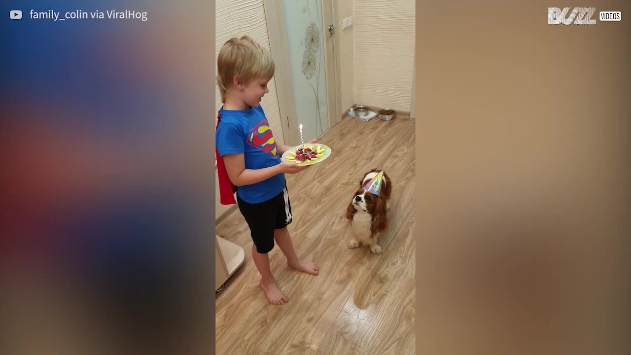 Ce chien fête son anniversaire avec un gâteau