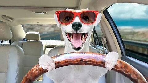 Awsom Funny Animals Video ||Funniest Animal Video||
