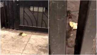 Råttor slåss över pizza på tunnelbanan