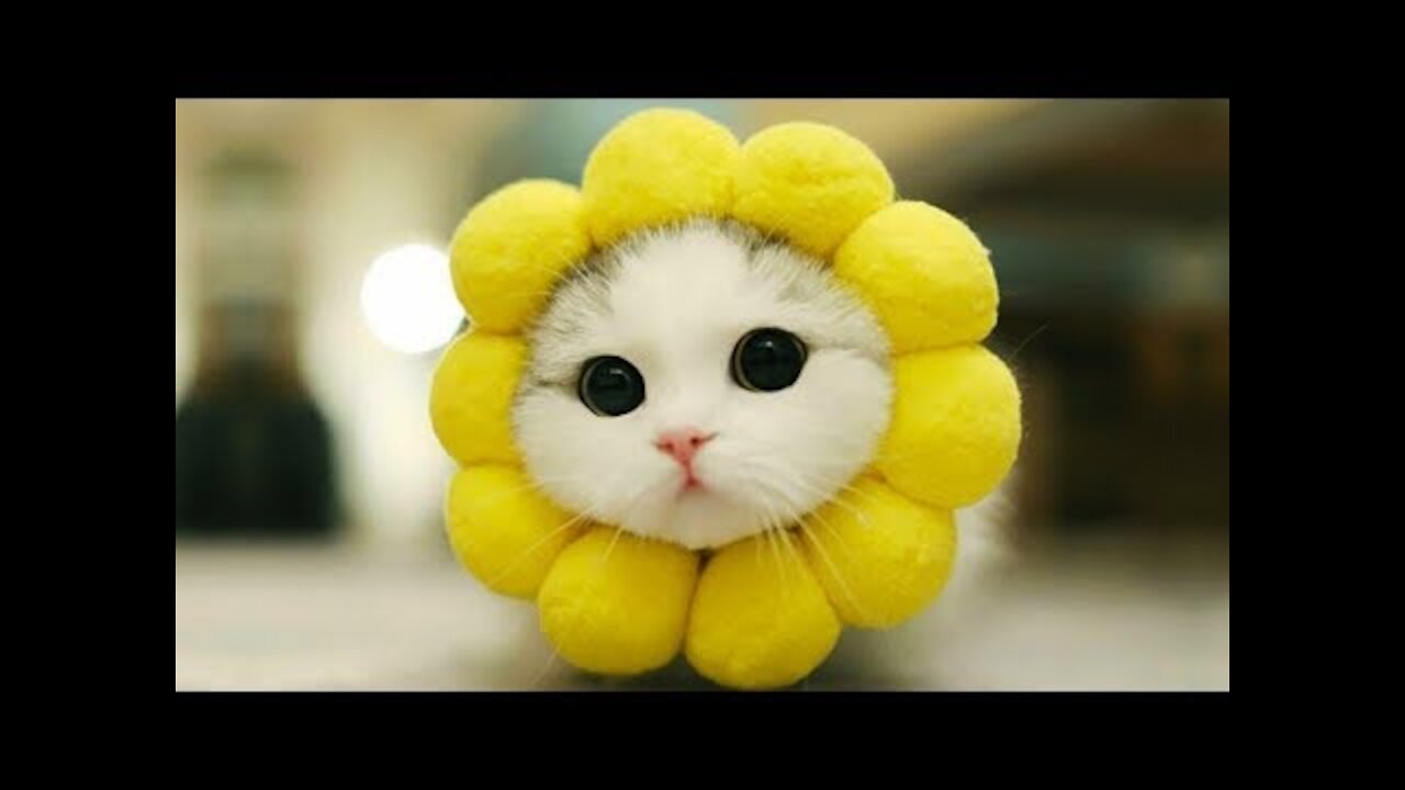 Cute And Funny Pets @anupctg