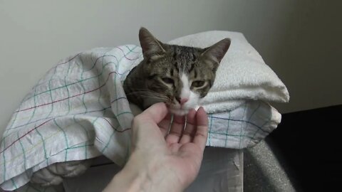 Kitten Purrs in His New Bed