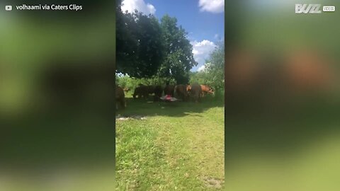 Une femme se réveille de sa sieste entourée de vaches