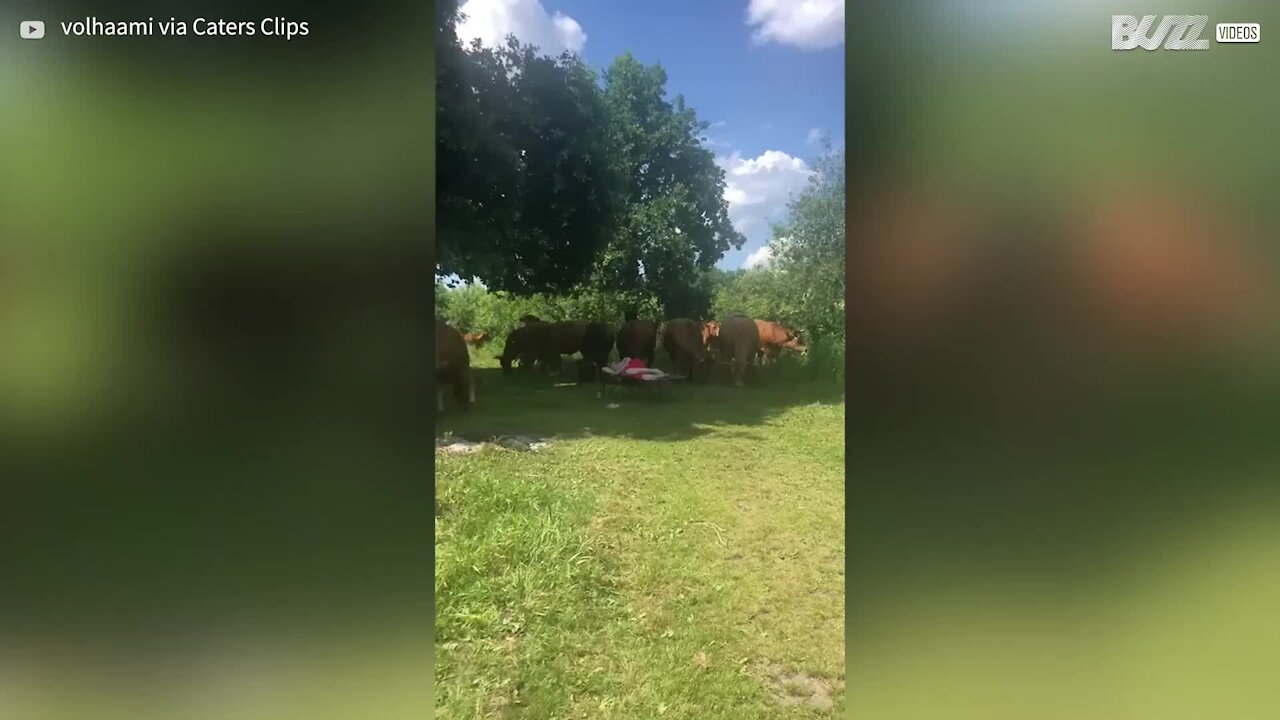 Une femme se réveille de sa sieste entourée de vaches