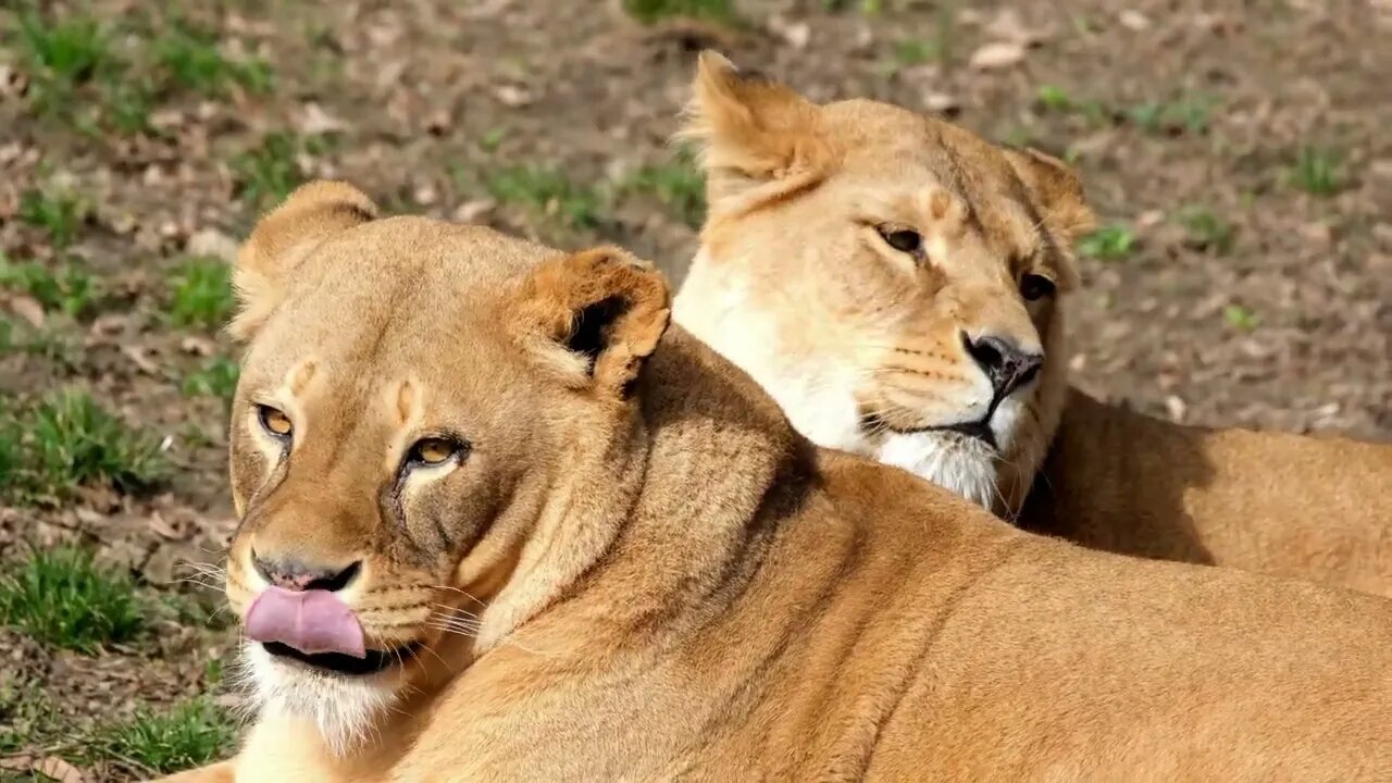 Beautiful Lions In The National Park - Safari Life