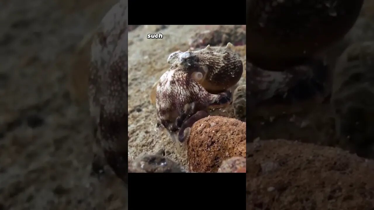 Octopus's are very intelligent!