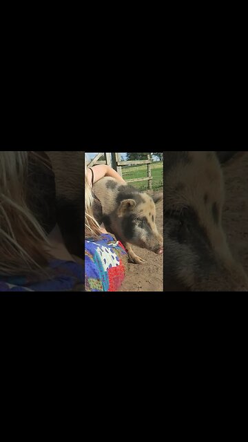 Cute pig's REACTION to woman's armpit | Funny animal video at vegan animal sanctuary #shorts