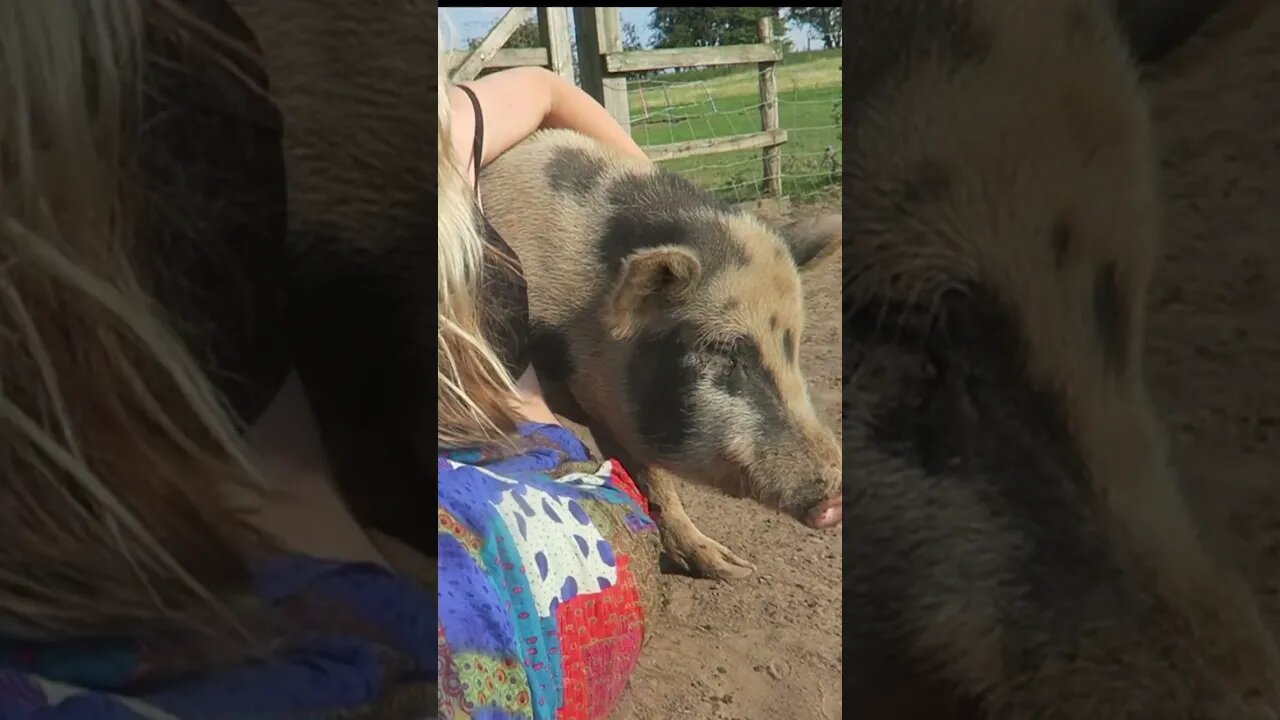 Cute pig's REACTION to woman's armpit | Funny animal video at vegan animal sanctuary #shorts