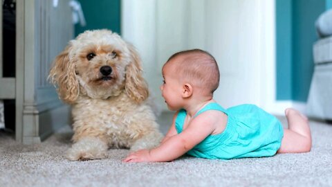 Baby for the first time with your puppy dog.