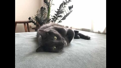 Cat loves to lick owner's hair