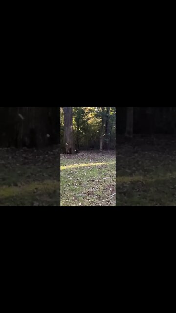 Nature in Action: Gnat Swarm