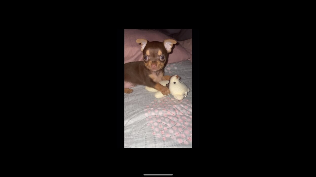 Little chihuahua playing with his stuffed animal for the first time