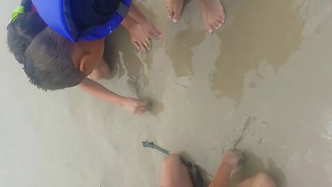 Tasha, Milo, Sadie Play with Clams on the Beach