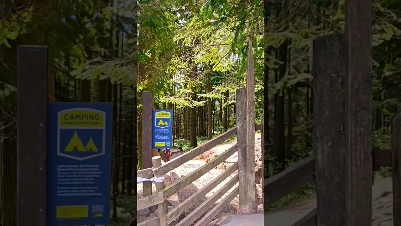 Balmaha Forest Plantation on The West Highland Way Scotland