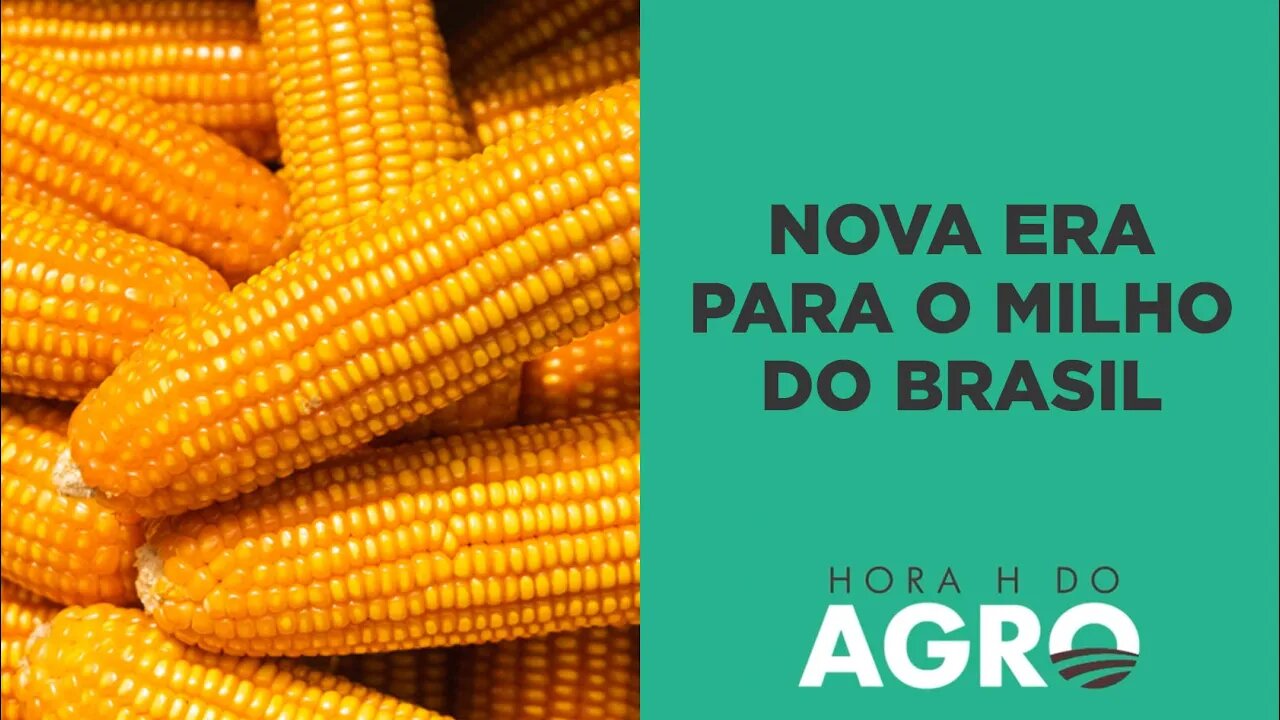 Nova era para o milho: Brasil começa a exportar para a China; veja se preço deve subir!