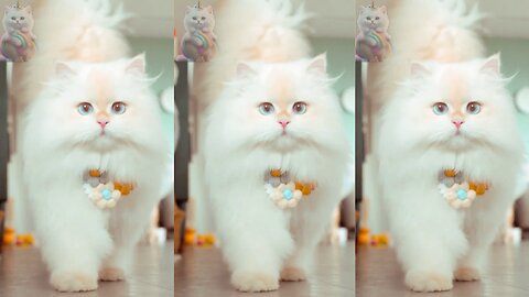 Beautiful Cat's Style 😺 #cat #cats #cute #cutecat #cutecats