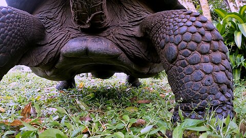 Giant Galapagos Tortoise Stampedes Over Action Camera AT Full Speed