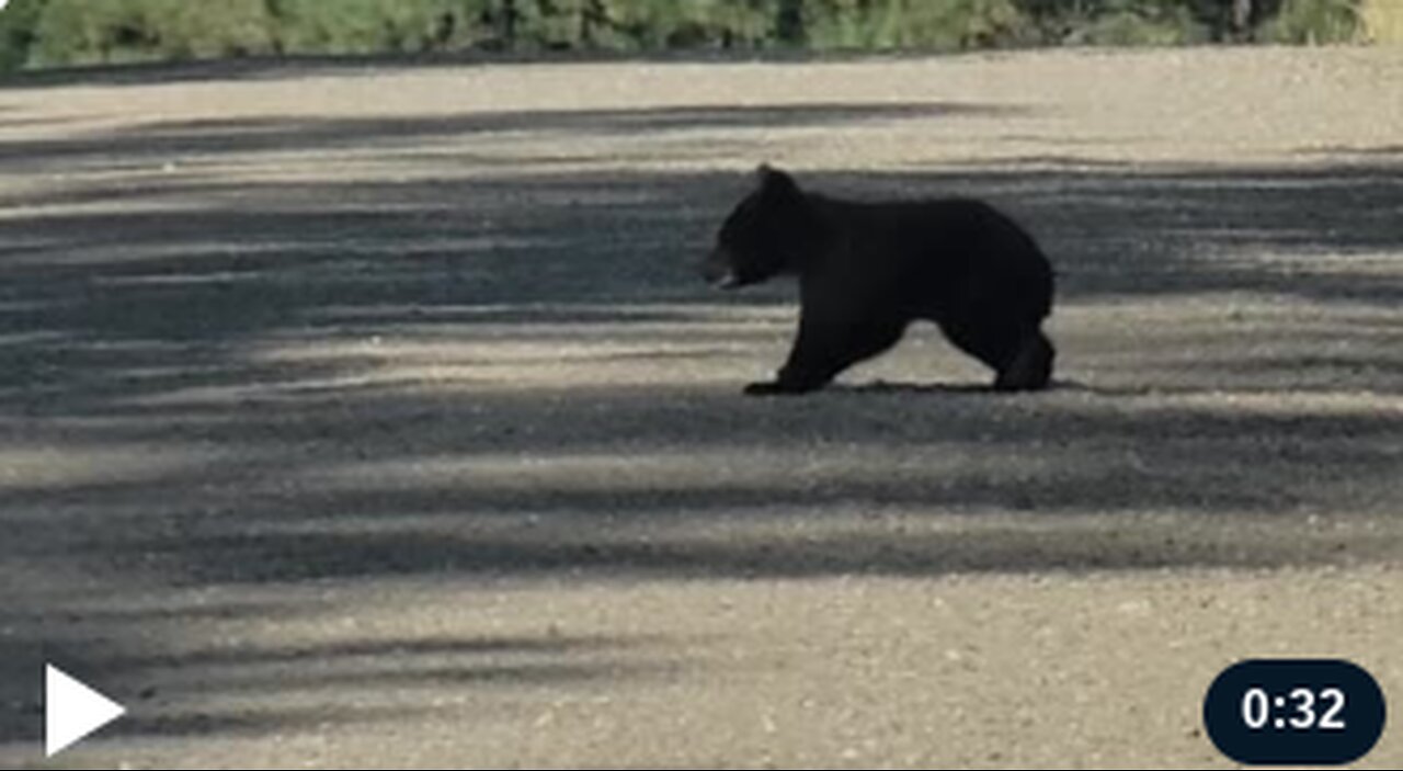 Observers Honk At Truck Approaching Crossing Bear Cub