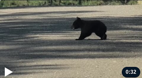 Observers Honk At Truck Approaching Crossing Bear Cub