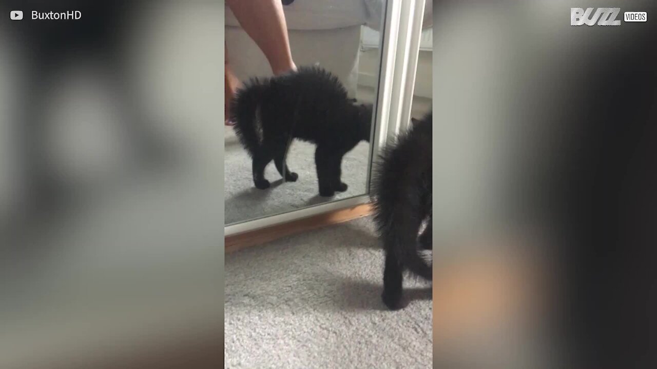 Gata vê o seu próprio reflexo pela primeira vez