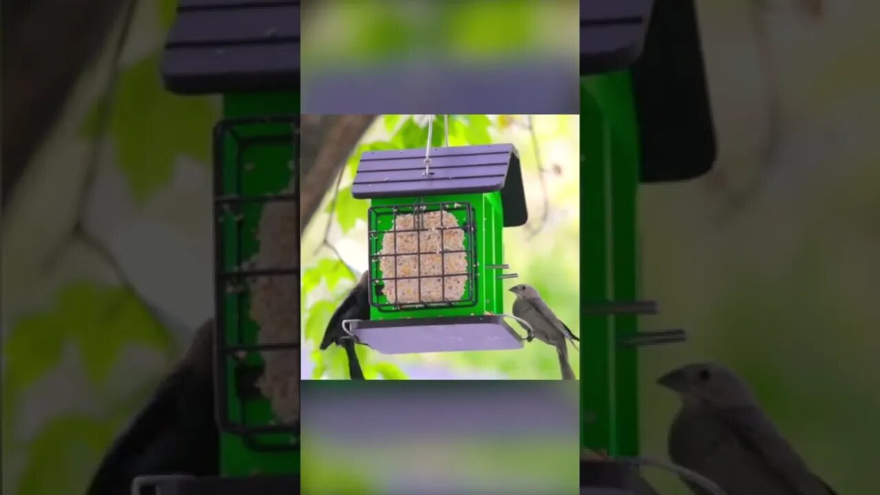 Deluxe Ranch Bird Feeder from Kingsyard