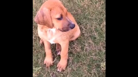 Dog went for a swim