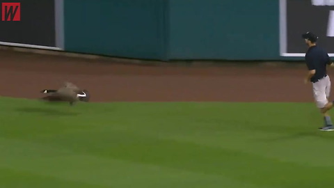 Watch: Literal Wild Goose Chase Steals the Show at Angels-Tigers Game