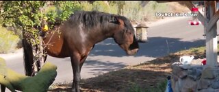 Wild horse spotted near Kyle Canyon