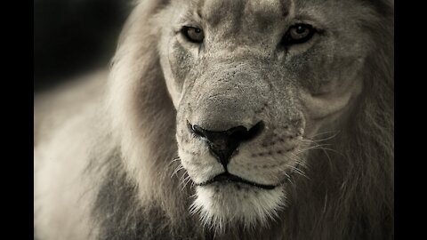 A thirsty lion drinking water