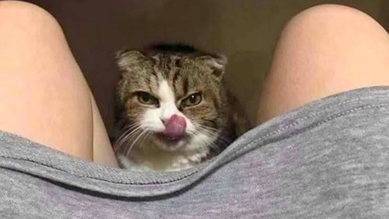 Funniest Cat Videos that will make you laugh 😻