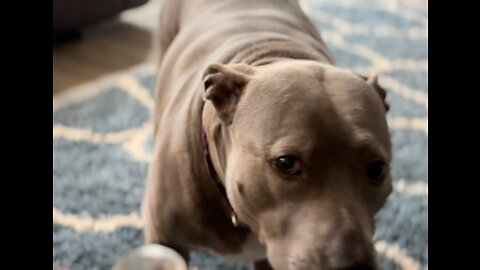 Cute Blue Nosed Pitbull