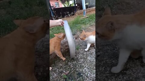 ￼This Cat fight is so hilarious 😻