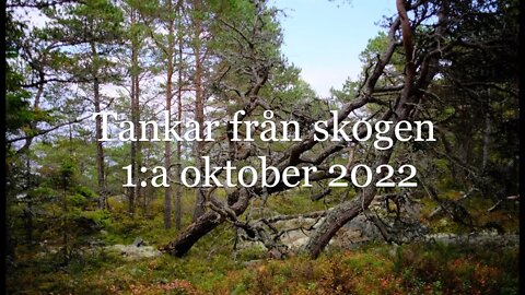 Tankar från skogen.