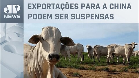 Ministério da Agricultura investiga possível caso de vaca louca no Brasil