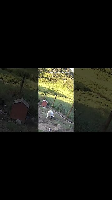 Farm cam: monitoring animals