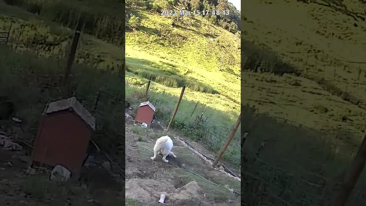 Farm cam: monitoring animals