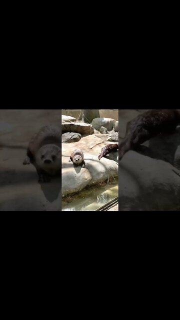 Cute otters at @wncnaturecenter #otter #otters #cuteotters #funnyotters #cuteanimals