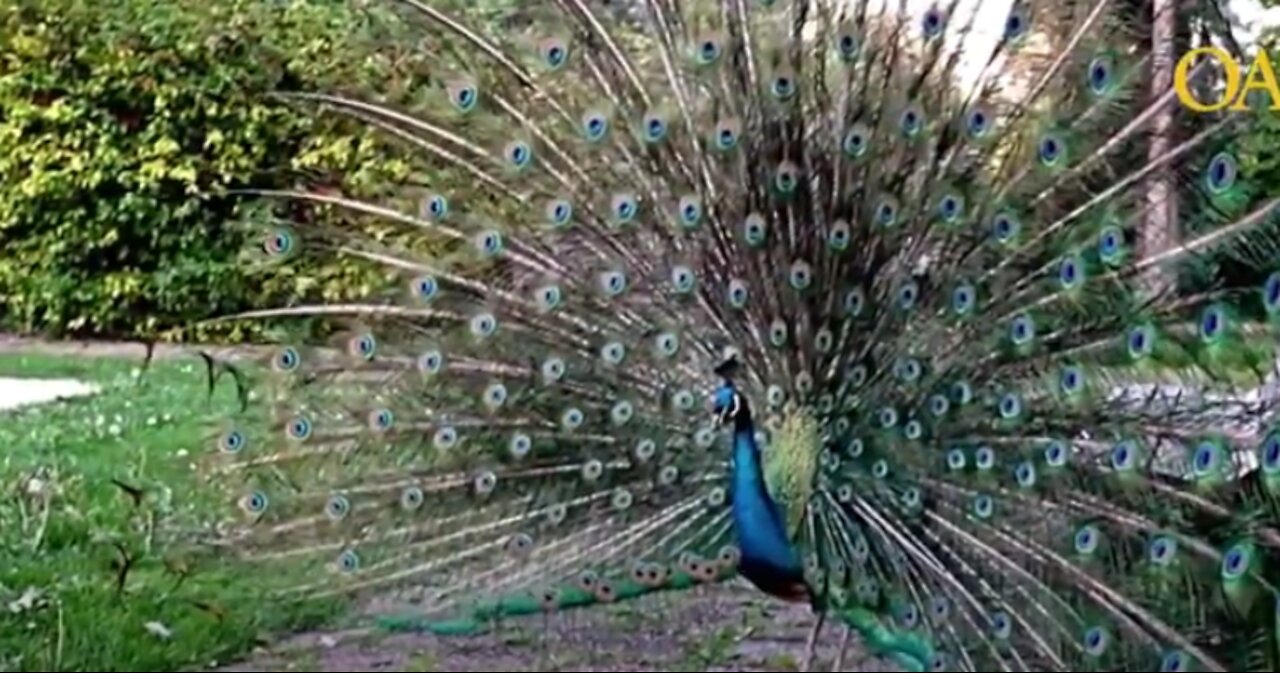 Peacock Flirting || mesmerizing sound