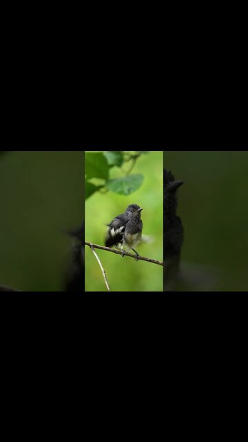 Bird dance 💃 😍😍