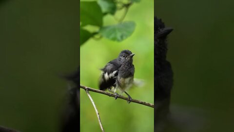 Bird dance 💃 😍😍