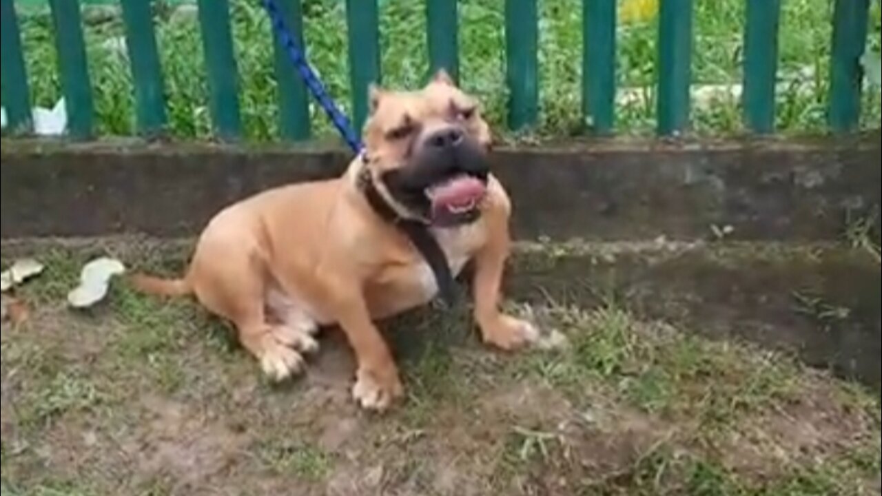 Pitbulls stick their tongue out when drying