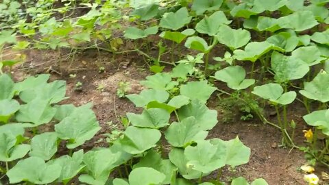 First Garden, July 14 Update, Veggies Gone Wild