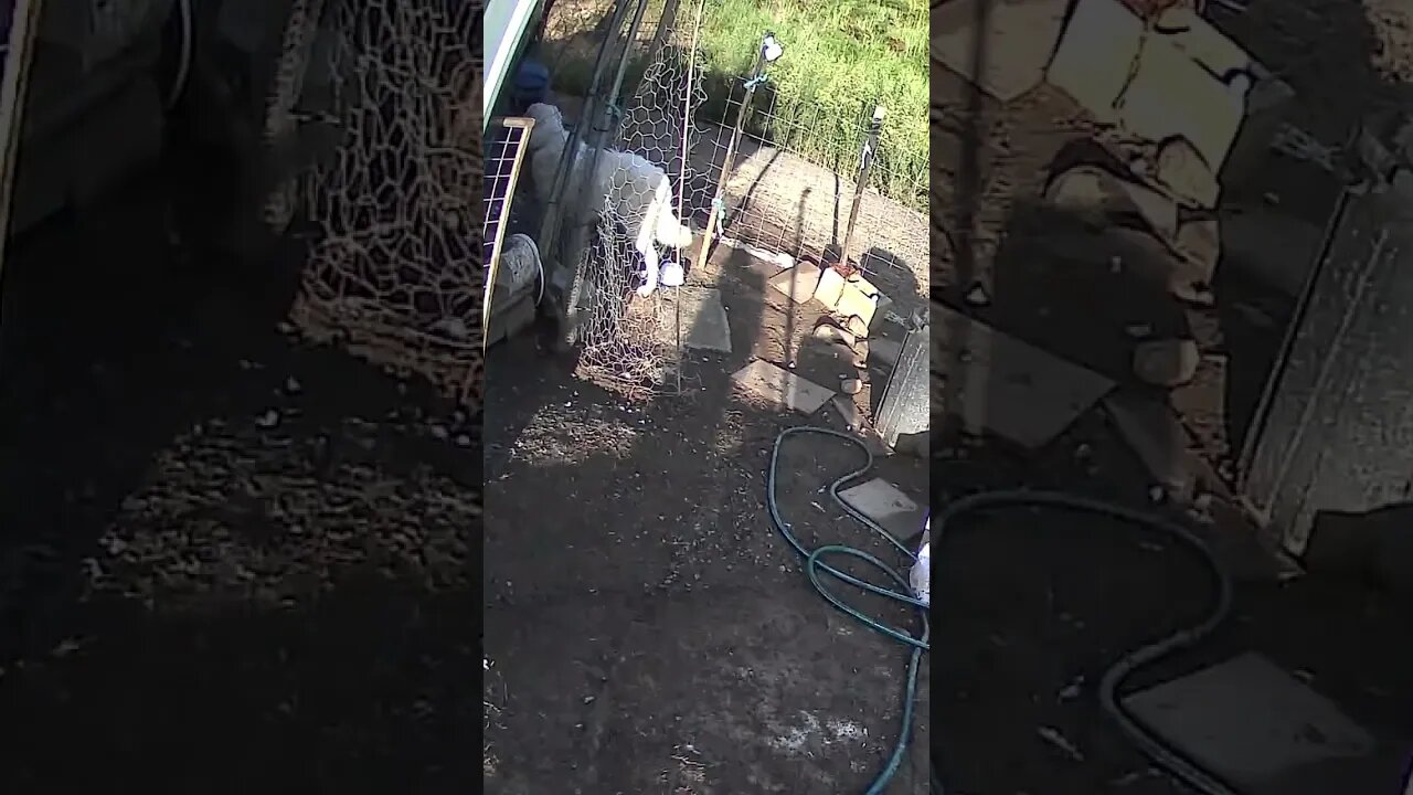 Maremma pup poking bird. Hm 🤔