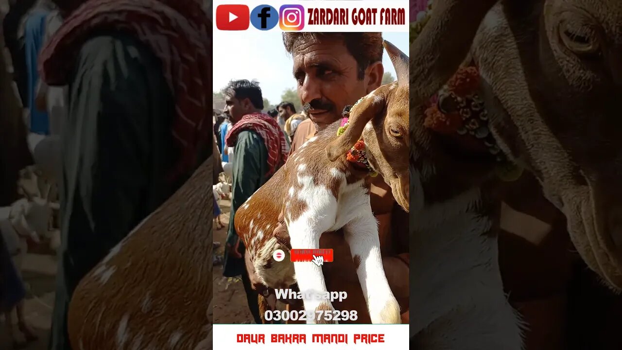 Shapater Bupari | Daur Bakra Mandi Price Update 2022 | #goat #animal #sheep