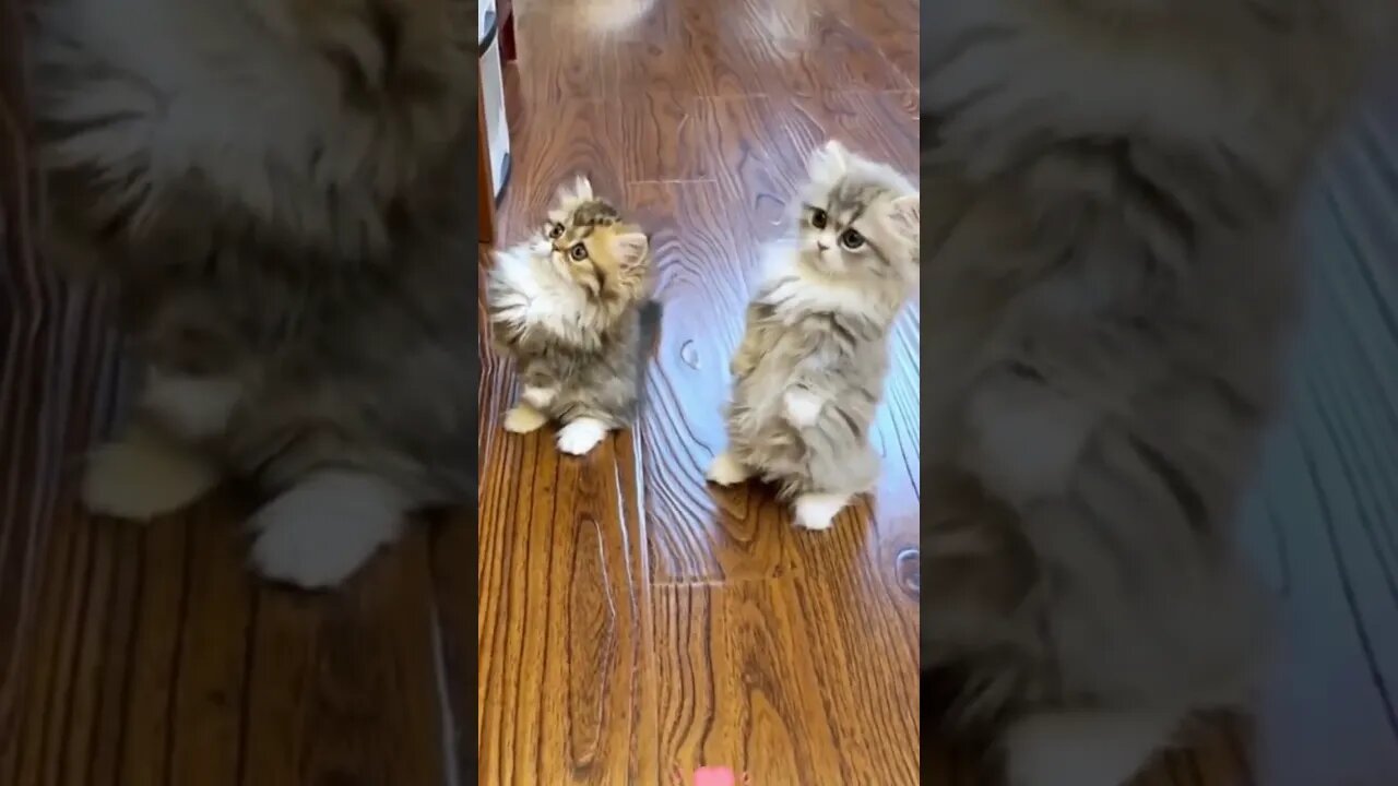 This Adorable Kitten Just Became The Cutest Thing On Camera**