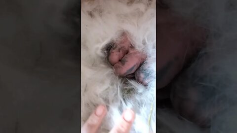 #shorts #farm #bunnies #babyanimals #cute #homesteading