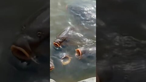 Creepy fish with their mouth open practically jumping at you in Japan